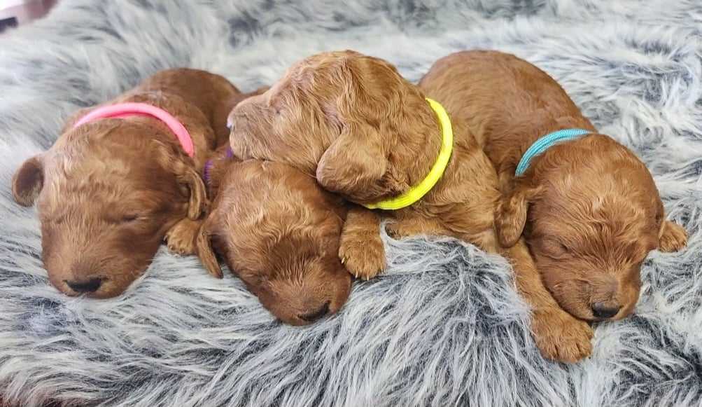 Barking Hills Kennels & Country Kittens