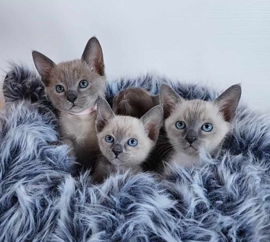 Barking Hills Kennels & Country Kittens