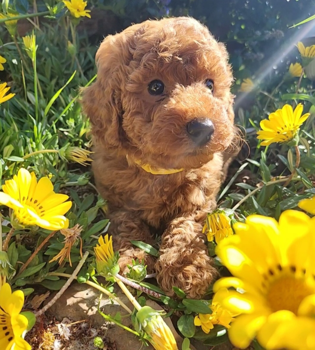 Barking Hills Kennels & Country Kittens